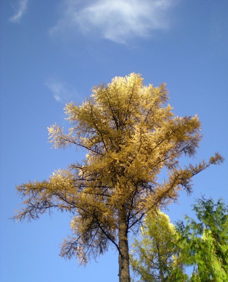 goldenlarch.jpg