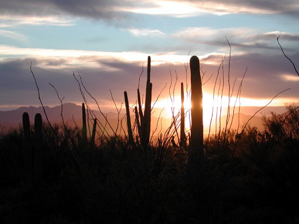 saguarosunset.jpg