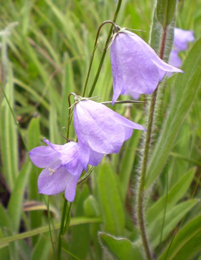 harebells.jpg