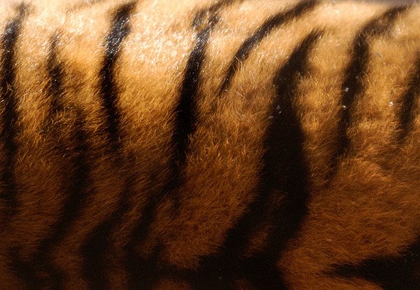 tigerstripes.jpg