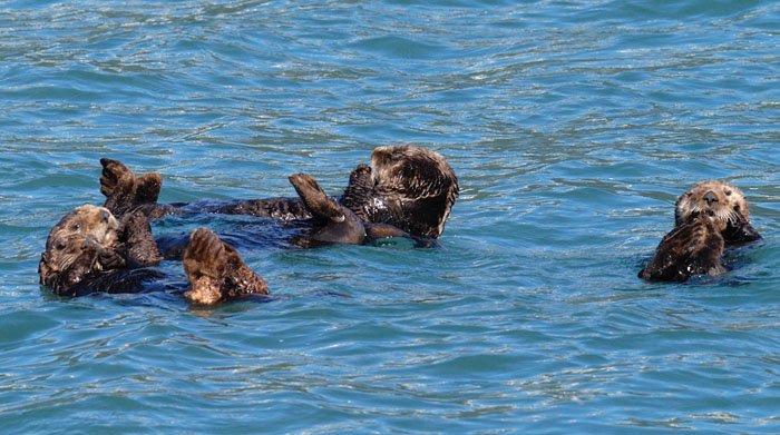 relaxinginthekelpbed.jpg