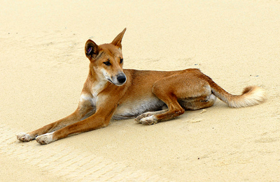 Dingo - by Sam Fraser-Smith