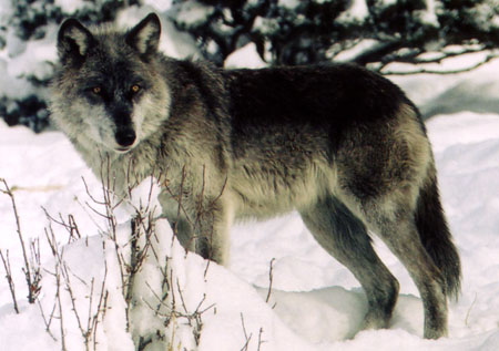 Gray Wolf