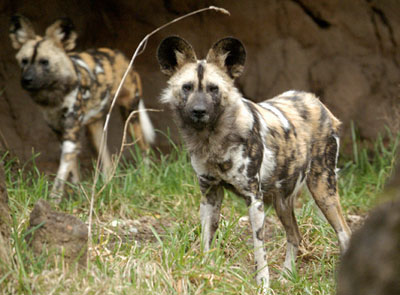 African Wild Dogs