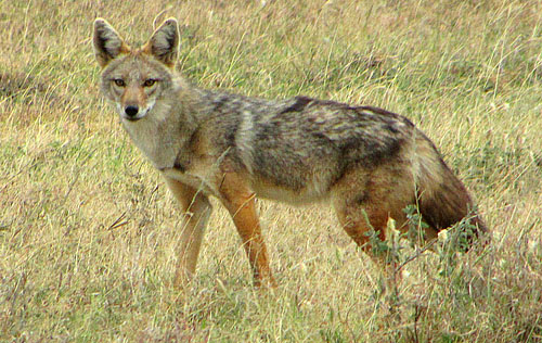 Golden jackal - by D. Gordon E. Robertson