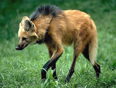 Maned wolf