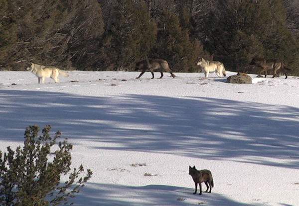 Lamar Canyon Pack