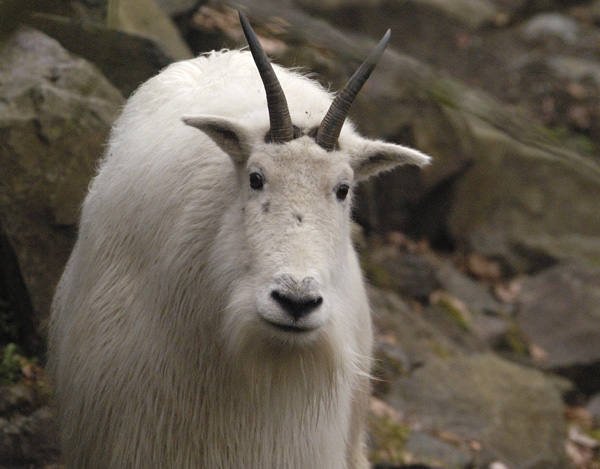 Mountain Goat