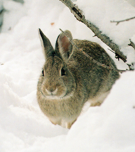 Mountain Cottontail