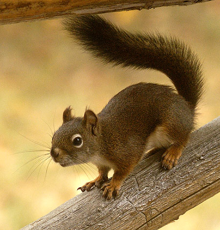 Red Squirrel