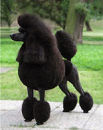 Poodle