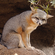 Gray Fox - Urocyon cinereoargenteus